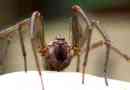 Brown spider punit